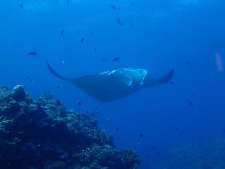石垣島のマンタの写真
