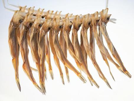 ししゃも シシャモ 柳葉魚 ししゃも シシャモ 柳葉魚 ししゃも,シシャモ,柳葉魚の写真素材