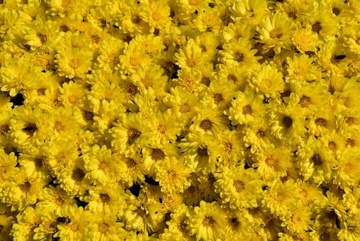 菊の花 菊の花 菊,花,黄色の写真素材