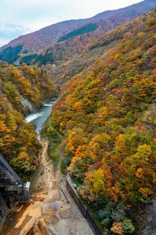 鳴子ダムの紅葉⒁ 秋,紅葉,山の写真素材