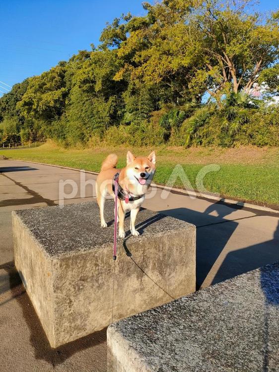 お散歩が楽しいくて笑顔の柴犬 犬,シバ,shibainuの写真素材