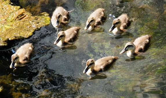 A scene of a mother and her ducklings swimming, JPG