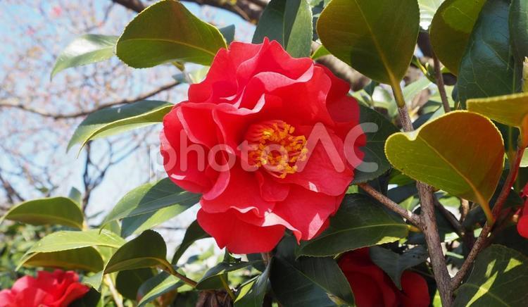 かわいい八重咲きの椿の花一輪 ツバキ,赤色,一輪の写真素材