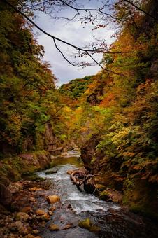 宮城県　鳴子峡の秋の風景 宮城,宮城県,大崎市の写真素材