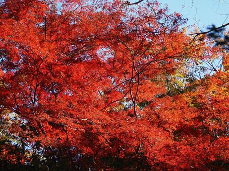 秋の天覧山の紅葉・深紅の楓・埼玉県飯能市 秋の天覧山の紅葉・深紅の楓・埼玉県飯能市 秋,天覧山,紅葉の写真素材