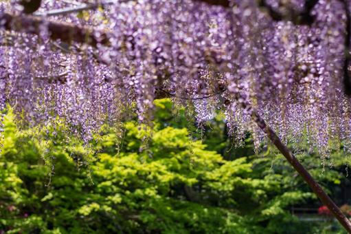 紫に咲く藤の花 紫に咲く藤の花の写真