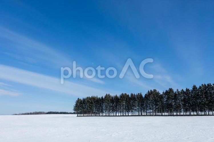 松並木と青空 青空,雲,雪原の写真素材