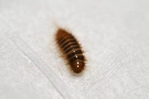 ヒメマルカツオブシムシの幼虫 ヒメマルカツオブシムシの幼虫の写真