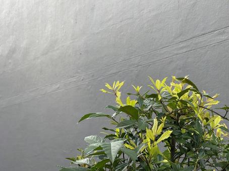 神田川9月:マンションの花壇の緑樹の紅葉 神田川9月:マンションの花壇の緑樹の紅葉 緑樹,紅葉,樹木の写真素材