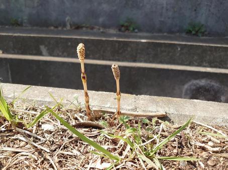 つくしんぼ つくし,春,ひなたの写真素材