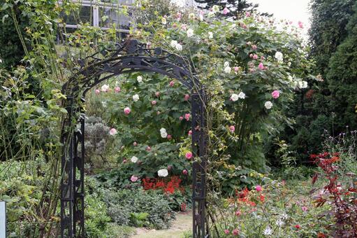 スイフヨウ・酔芙蓉　咲く風景 花木,夏,秋の写真素材