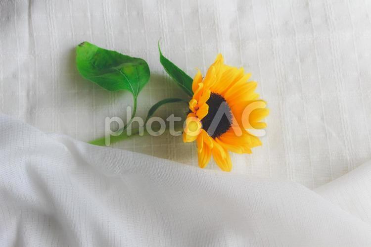夏の花　ひまわり1 ひまわり,ヒマワリ,夏の写真素材