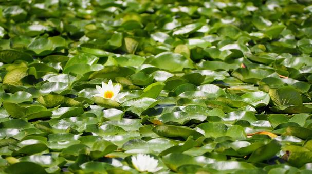 夏の水元公園・池に咲く白色の睡蓮・葛飾区 夏の水元公園・池に咲く白色の睡蓮・葛飾区の写真