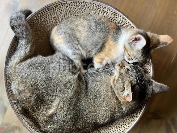 三毛猫　キジトラ　仲良くお昼寝 ペット,猫,ネコの写真素材