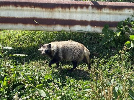 タヌキ タヌキ,哺乳類,動物の写真素材