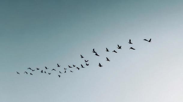 秋空を見上げる渡り鳥の群れ 秋空を見上げる渡り鳥の群れの写真