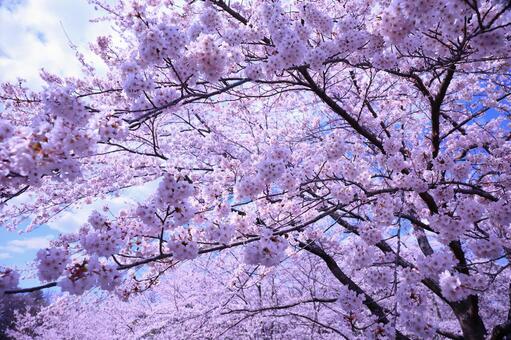満開の桜 満開の桜の写真