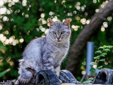 綺麗な玉ボケが似合うサバトラ猫です。 綺麗な玉ボケが似合うサバトラ猫です。の写真