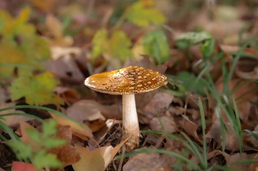 きのこ（テングタケ） テングタケ,キノコ,毒キノコの写真素材