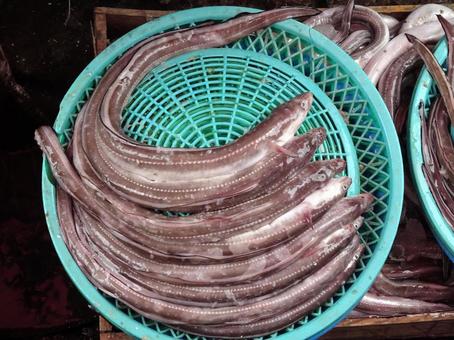 アナゴ アナゴ 穴子,魚屋,魚市場の写真素材