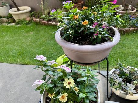 季節の寄せ植えと多肉植物の寄せ植え/横 季節の寄せ植えと多肉植物の寄せ植え/横 ガーデニング,寄せ植え,花の写真素材