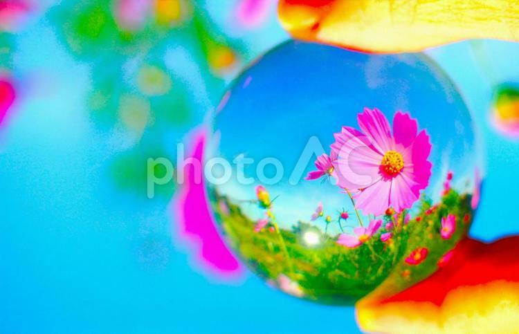 ガラスボールの中のコスモス畑 コスモス,秋桜,花の写真素材