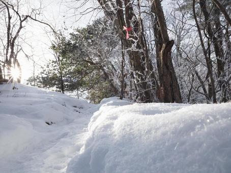 雪景色・冬の子壇嶺山の登山道 雪景色・冬の子壇嶺山の登山道 子壇嶺山,里山,低山の写真素材