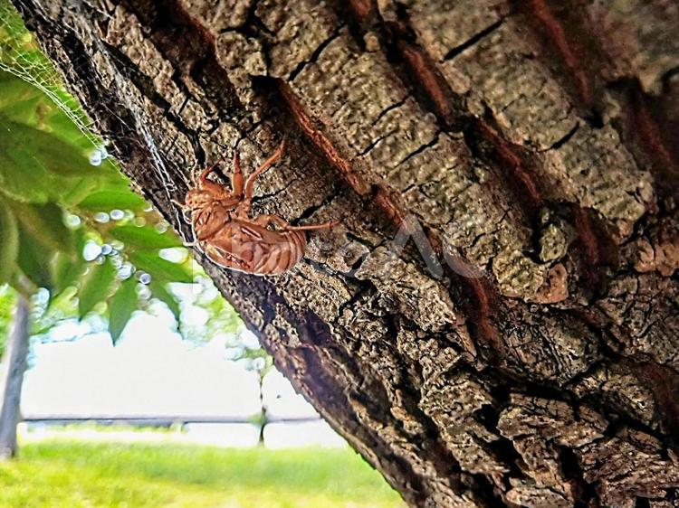 セミの抜け殻　夏　 セミの抜け殻,セミ,抜け殻の写真素材