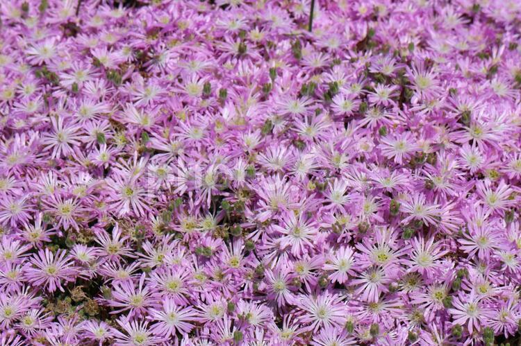 マツバギクの満開の花たち マツバギク,薄いピンクのマツバギク,ピンク色の花の写真素材