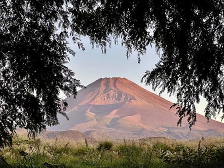 メタセコイア越しに見る朝の富士山 メタセコイア越しに見る朝の富士山 富士山,メタセコイア,自然の写真素材