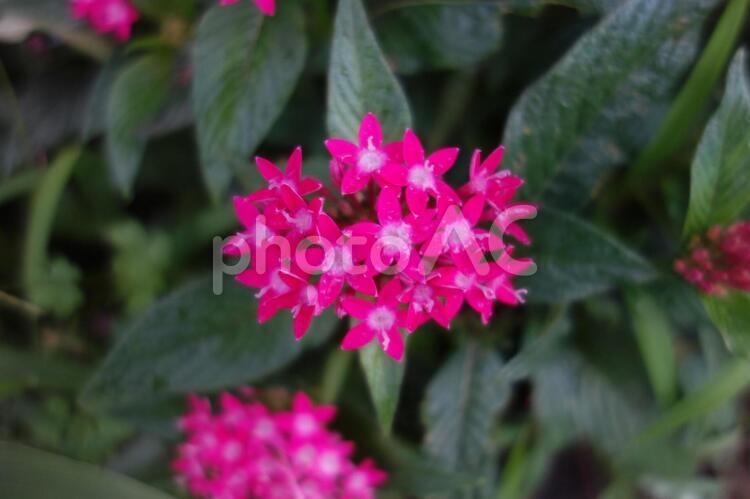 雨に濡れたペンタスの花 ペンタス,マクロ,クローズアップの写真素材