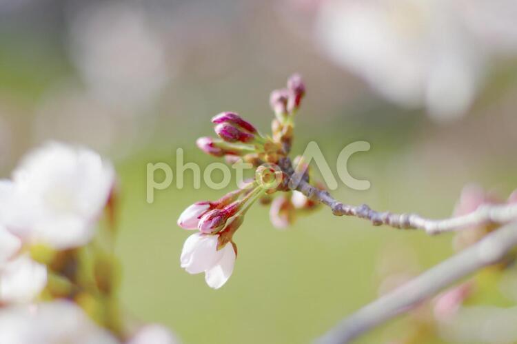 桜　咲き始め 桜,蕾,花の写真素材