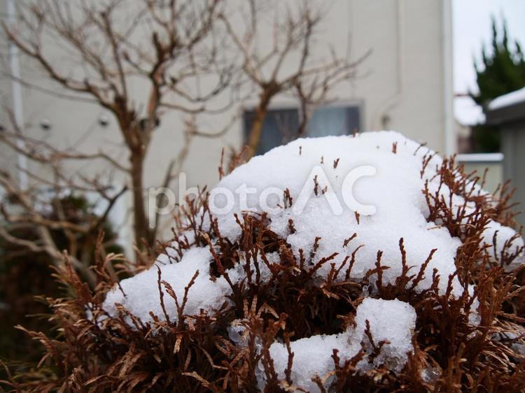 冬　雪　素材　広告　文字入れ　おしゃれ」 コピースペース,スペース,コピーの写真素材