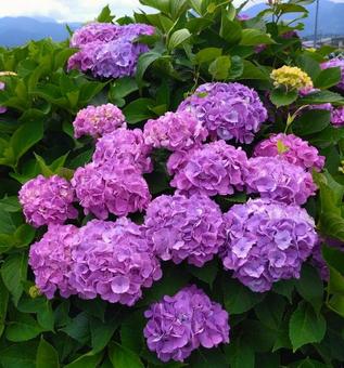 開成町紫陽花まつり2025の写真