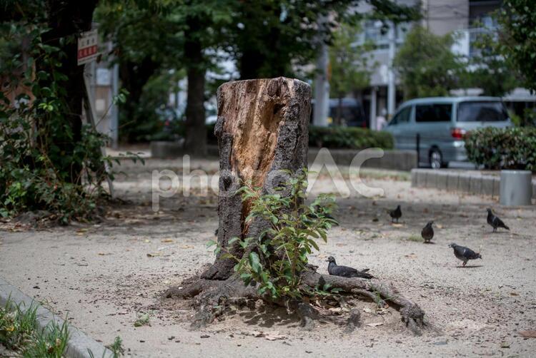 切り株と鳩 ドバト,ハト,公園の写真素材