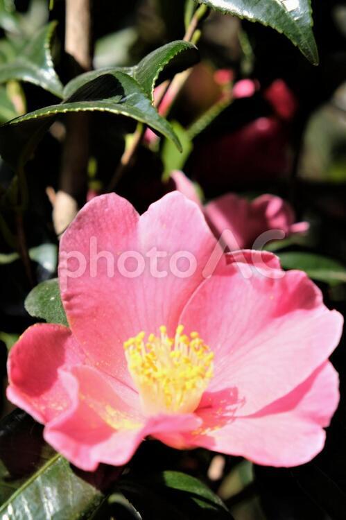 福徳の森の花々７ ピンク,屋外,日本の写真素材