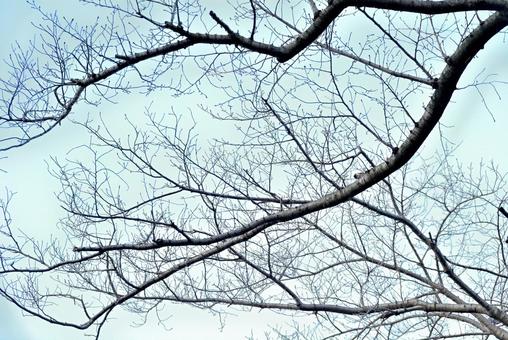 2月の桜の木 2月の桜の木の写真