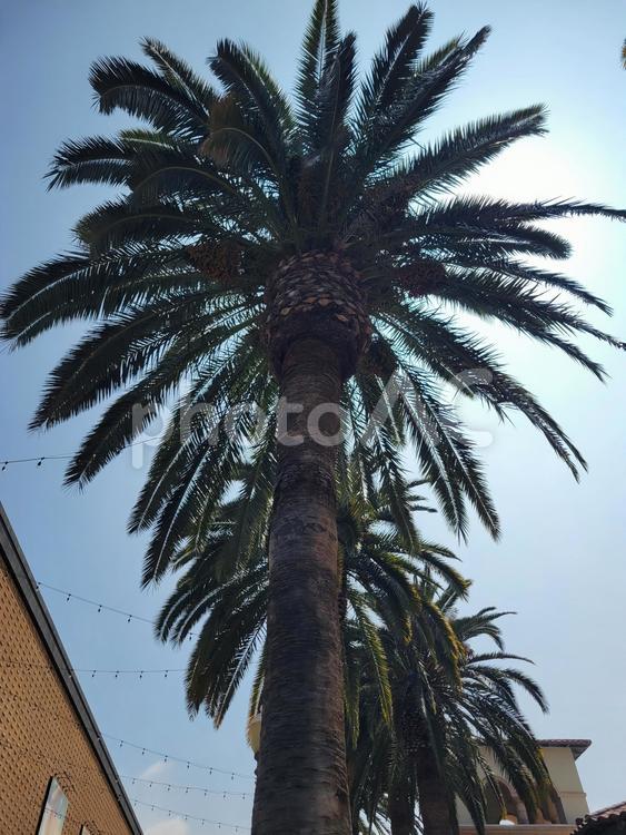 大きなヤシの木 ヤシの木,大きい,木の写真素材