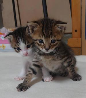 ボクが守るんだの写真