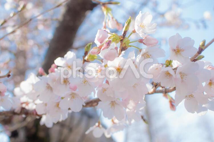 青空に映える桜の花 桜,八分咲き,お花見の写真素材