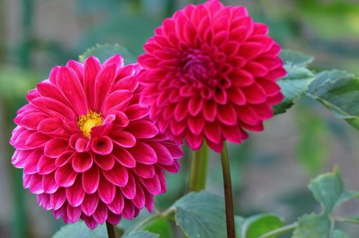 五顏六色的大花, JPG 五顏六色的大花, dahlia, flower, asteraceae plant, JPG