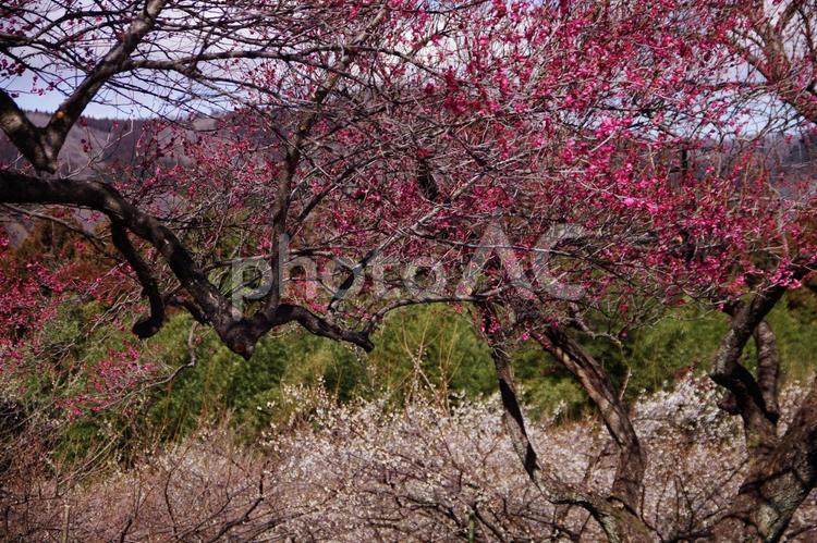 紅梅が咲き誇る梅林 梅の花,花,梅林の写真素材