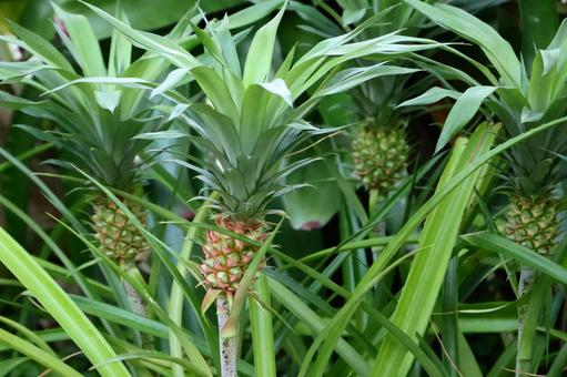 Pineapple 1 (Sakuyako no Hanakan), JPG