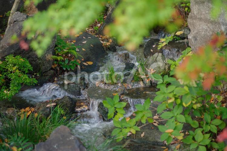 小川の流れと色づいた葉っぱたち 小川,秋,紅葉の写真素材