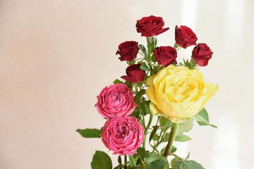 三色のバラ 三色のバラ 薔薇,赤い薔薇,赤の写真素材