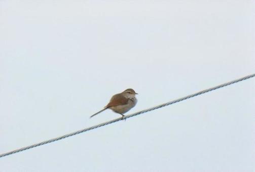 Photo, uguusu, nice, wire, 