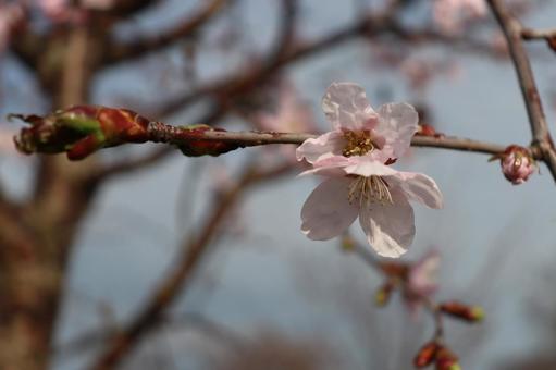 Sakura, JPG Sakura, JPG