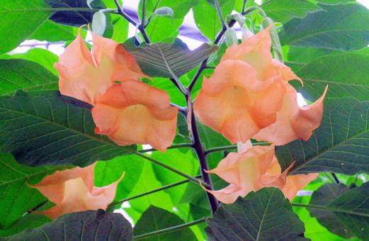 エンジェルストランペット エンジェルストランペット,花,ラッパ状の写真素材