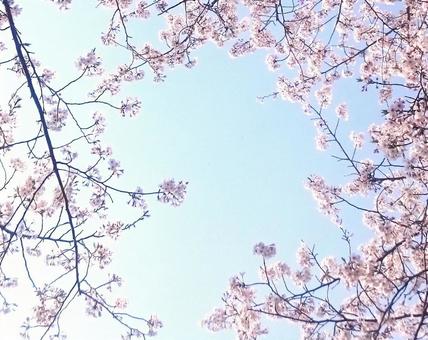桜の空(フレーム) 桜の空(フレーム) 風景,自然,空の写真素材
