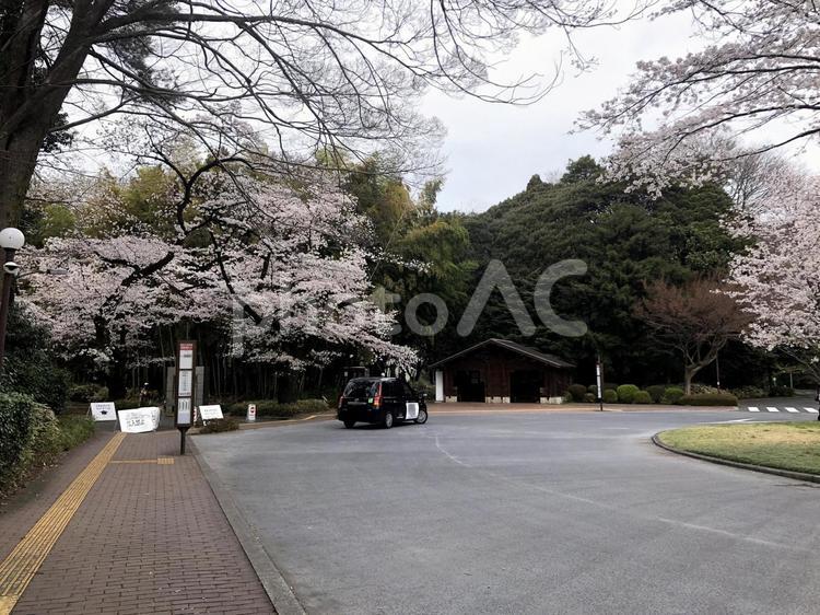 日本、東京三鷹の桜景色 日本,東京,景色の写真素材